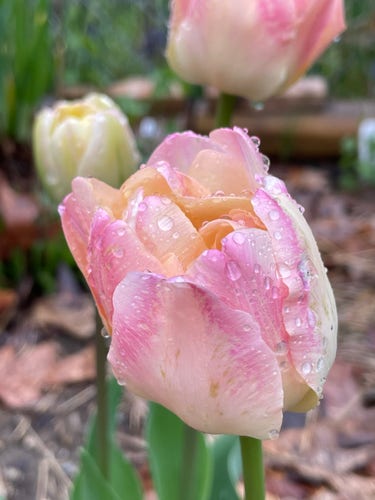 Close-up of a pink and pale yellow tulip covered in water droplets, with blurred tulips in the background.