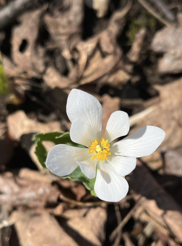 A bloodroot flower, wide open, with white petals and a yellow center