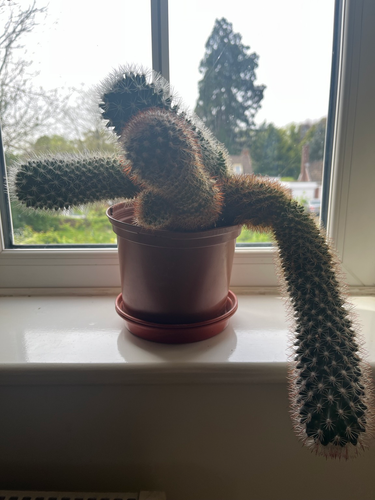 A photo of a dark green cactus houseplant in a plastic pot, sat on a windowsill. The columns are branching in different directions and one has decided that down is the best direction to grow. 
