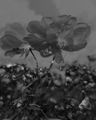 A black and white abstract photographic study of a rose in flower, blended and multilayered employing solarisation and distortion to create an ambiguous portrait of flower heads, foliage and bush. 
