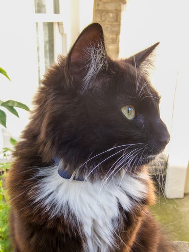 A long-haired cat with a black or dark-brown head, and a brown body. The cat has a ruff of white fur at its throat, and sits with its head turned to one side. It is outdoors, apparently in a small garden, and wears a blue collar.
