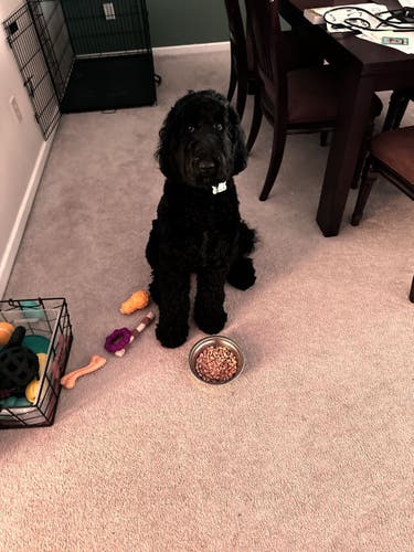 Black curly haired Airedoodle sitting in front of her food bowl looking cute with her big brown eyes looking at the camera phone!