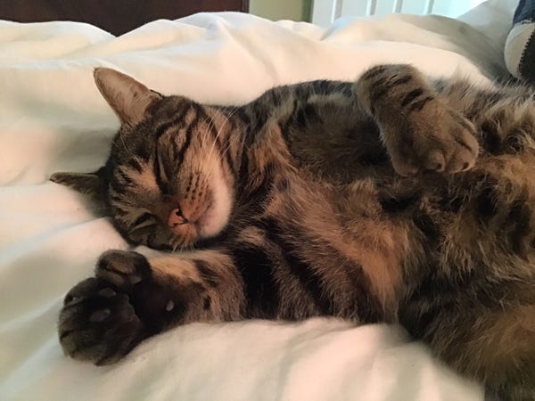 A tabby laying in bed, looking extremely relaxed