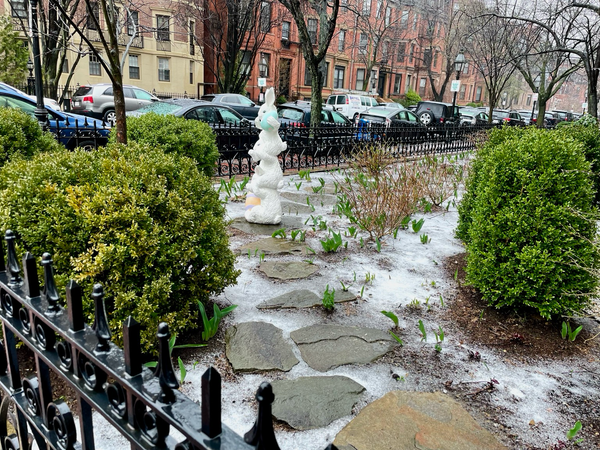 A garden area on the corner of a street in Boston. There are bulbs sprouting and a large Easter bunny statue however the ground is covered with a layer of sleet