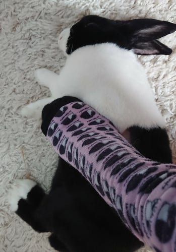 A black and white Dutch rabbit lies on her side on a cream fluffy rug under her human's foot. She is flopped out having a nap. Her human's foot is acting as a mini blanket. 