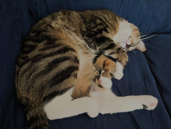 A silly young tabby cat is sleeping on her side on a blue loveseat.  Her head is tilted upside down, her white whiskers are flowing.  Her forelegs are crossed.  She has long white boots and some of her pink toe beans are showing.