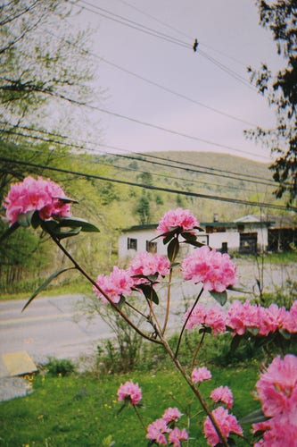 a view into the hills with powerlines stretching across the top + pink bushy flowers sprouting across the bottom + a rundown garage in middle frame