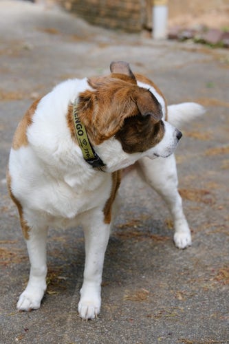 A white and brown dog with face to the right standing on the driveway of his home