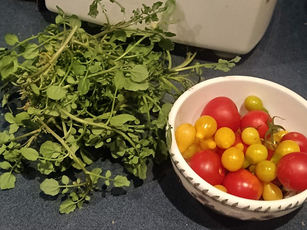 Tiny tomatoes in a bowl, and fresh watercress.