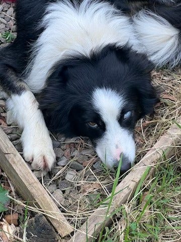 A Border Collie despairs at the lack of activity
