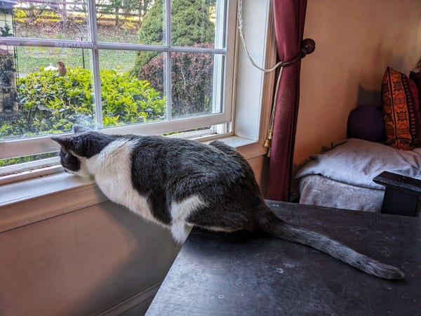 Grey and white cat watching birds through a window while planking between a table and the windowsill. 