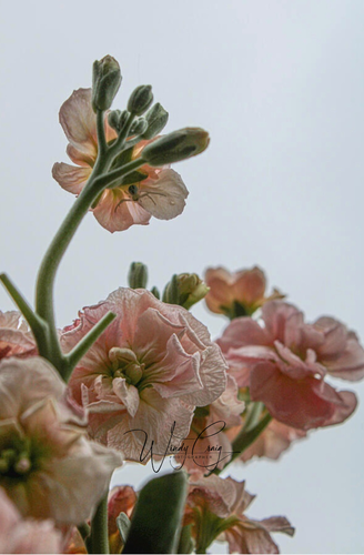 This is a close of photo of pink stock flowers seen from below. There is a small spider on the top flower