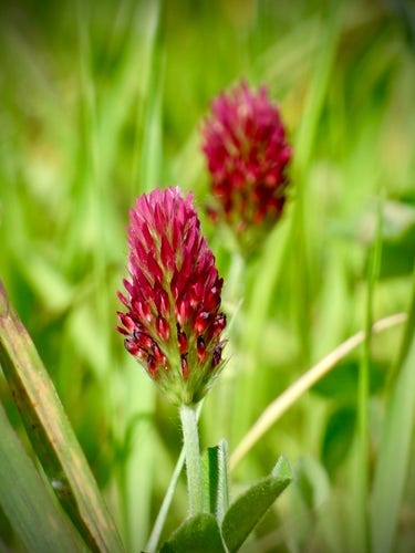 Close-up of two crimson clover blooms with green foliage in the background.