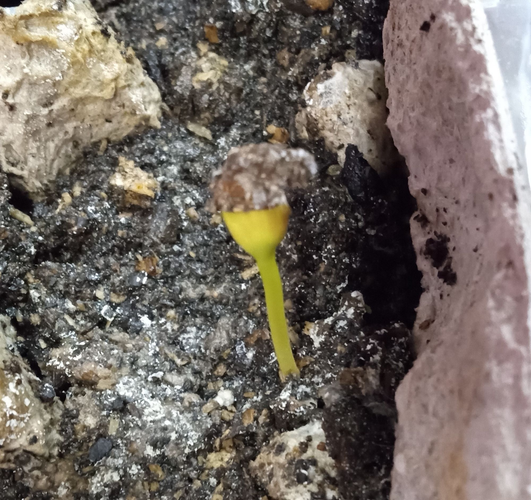 a tiny sprout with the seed sheath still on, rising from the pulp of an egg carton