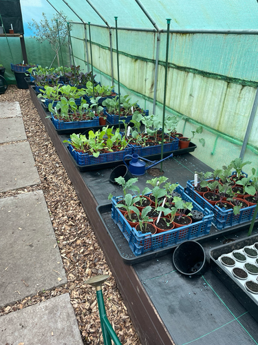 Brassica plants getting bigger every day. Sitting in the polytunnel waiting to be planted outside 