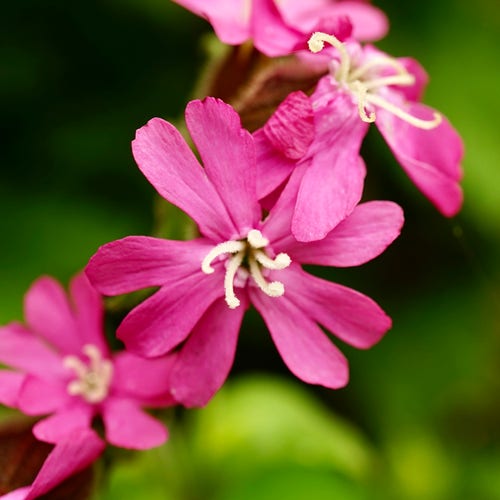 A pink flower with white stamen , red campion.
