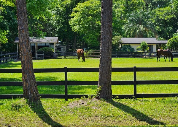 The front lawn of a modest ranch style home is being utilized as a horse pasture, with two horses seen in the distance feeding on the lush green grasses. The home and a small barn are beyond with an incredibly tall row of trees, full with a variety of green shades. The lawn is fenced with an old fashioned brown wood fence. The bright morning sun illuminates the area, highlighting all the shades of green.