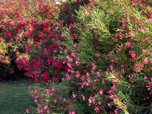Massive red & pink oleander shrubs with foreground of grass. 