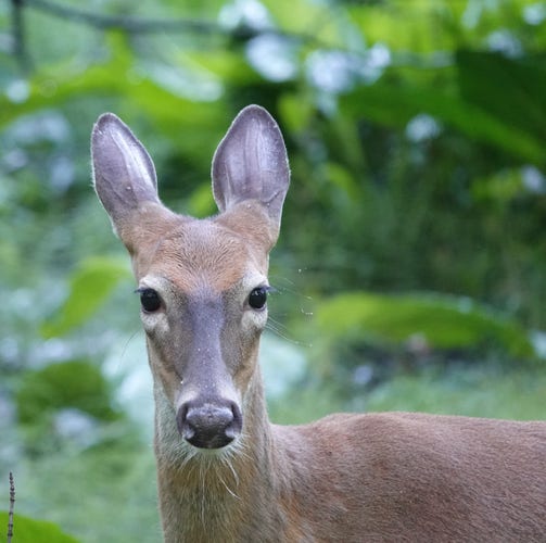 View of a white tailed from its shoulders to its face. The deer is looking straight at the camera. It's ears are sticking up like little veined triangles on its head. The deer has brown fur, dark brown eyes, black nose and a white scraggly beard.

The background is green leaves.
