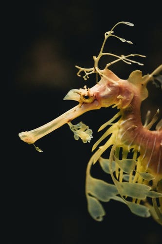 A photo of a seahorse looks like water leaves.