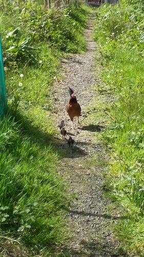 Mother hen with three chicks, running down a path towards me with green grass either side.