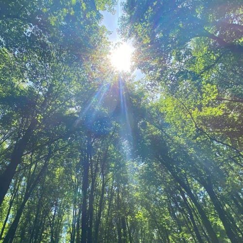 A look upwards into trees bursting with green leaves.  Tree trunks and branches are in dark silhouette.  At the top of the trees is the bright, white sun spreading its light and discernible rays downwards.  The light results in some leaves being shadowy and others a bright green.  Pieces of the light blue sky sneak through here and there.  The brightness of the sun gives this pic a bit of a whitewashed feel.