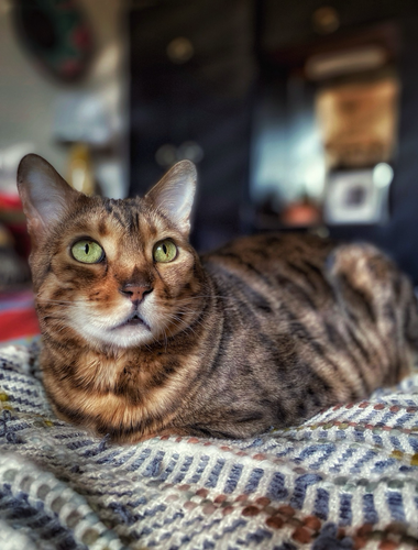 Beautiful bengal cat Neko loafing on the bed in the early morning. The light is bouncing slight shadows from the blinds and accenting his bengal cat markings. His eyes are a beautiful sage green looking up towards to window