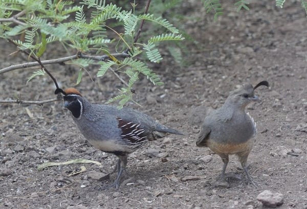 A male and female Gambel's Quail walking. The male quail has a rusty brown cap with a little black topknot extending upwards. His chin and throat are black. His body is mostly gray with some scaling on the upper back and chestnut wing patches that have white streaks. The female is looking toward the right. She also has a black topknot. Her chest is gray and her underparts are off-white. The ground is gray, dry soil with small rocks scattered around. The birds are standing beneath some green vegetation that is rather fern-like.