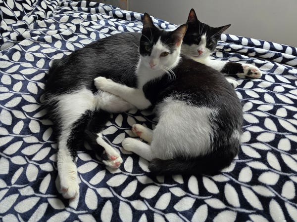Two black and white tuxedo cats laying together on a blue and white blanket. Their names are Penguin and Mr Minx.