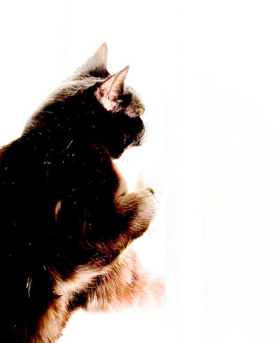 Schwarze Katze liegend fotografiert. Das Foto ist überbelichtet, sodass nur Umrisse und das schwarze Fell klar zu sehen sind.