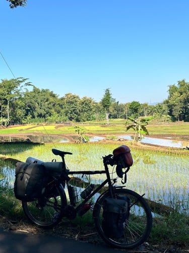 Vélo devant des rizières 
