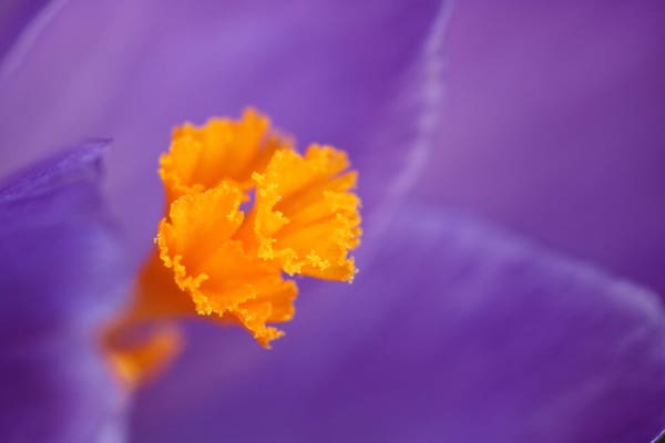 Macro photograph of the golden yellow centre of an open purple blue flower. The centre is formed of three stamens that look like horns and the fine edges are covered with pollen. The blurry petals form the background. The photographer was blessed with incredible light and had no edit at all to do, except a little cropping.