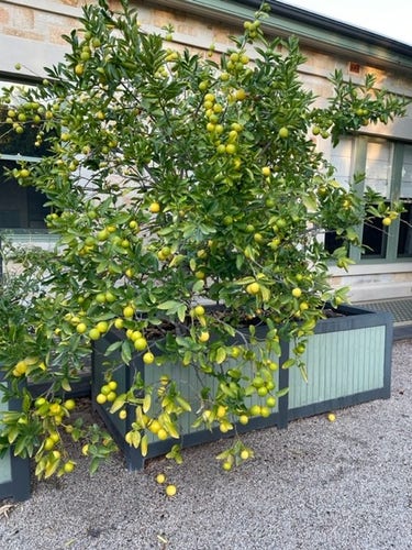 A lime tree in a planter box.  It's absolutely covered with wee limes.