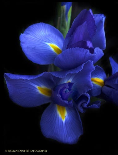A beautiful close-up of a purple and yellow Iris.
By Jessica Jenney