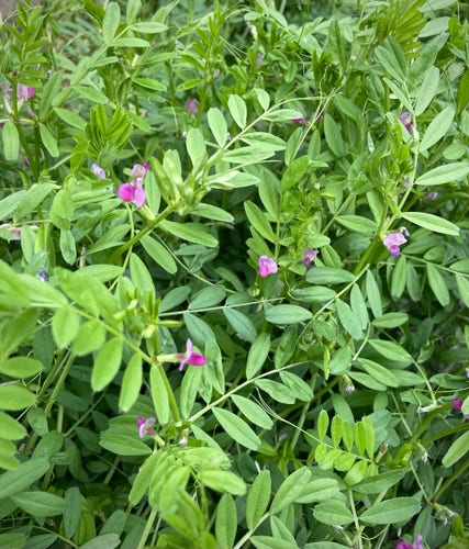 This is a photo of a grouping of Vicia sativa flowers and beans.
This wildflower, which blooms abundantly here and there, produces beans in small pods.
Its beans turn black when ripe and are called "karasu-no-endou〜crow's-pea" in Japan.

I loved to pick these beans as a child and play with my friends.