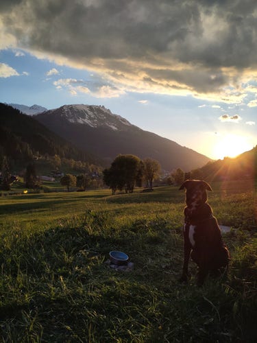 Foto. Berglandschaft mit Hund bei Sonnenuntergang.