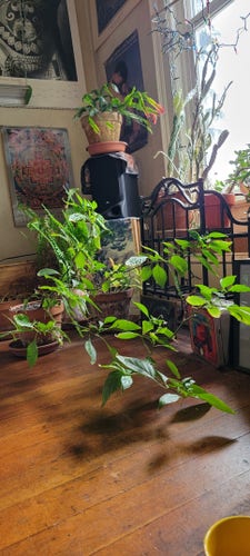 Room with wooden floor, laterally sprawling ghost pepper, various posters and cacti near windows