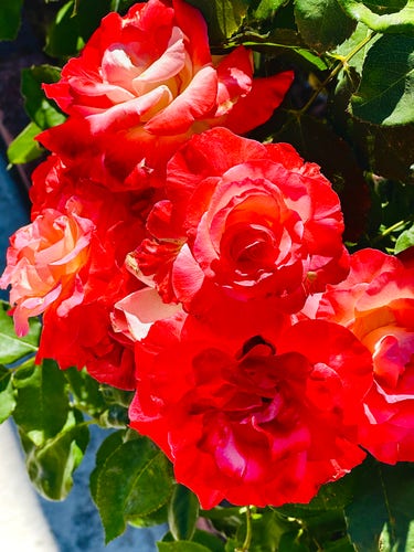 Six large red rose blooms in a cluster seen at home, close view. 