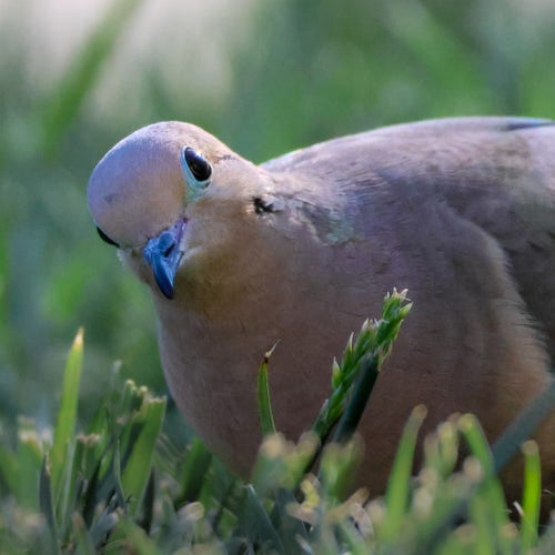 Head and shoulders of a mourning dove, looking at the camera from the longish grass it was searching for grains dropped from the bird feeder above. Dark black eyes, on a pink tinted head and body. Its head is at a 45 degree angle. 