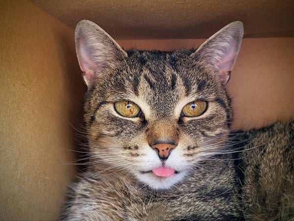 Nahaufnahme von Tigerkatze Lissy. Sie hat die Zunge etwas herausgucken.
