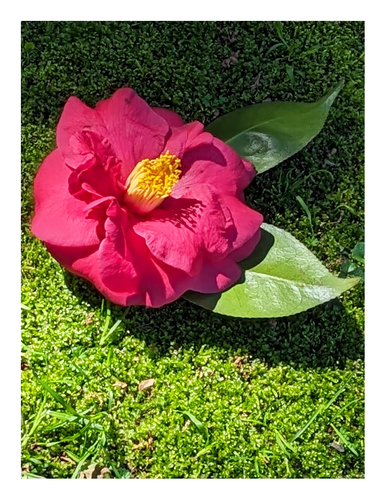 daytime in filtered, soft light with shadows. a pink camellia blossom with two leaves, arranged on a spot of moss.