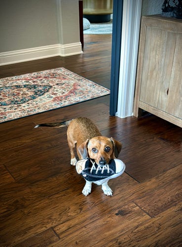 A dachshund stands in the doorway of a room with a toy Converse plush toy in her mouth. She is looking directly at the camera and wagging her tail.