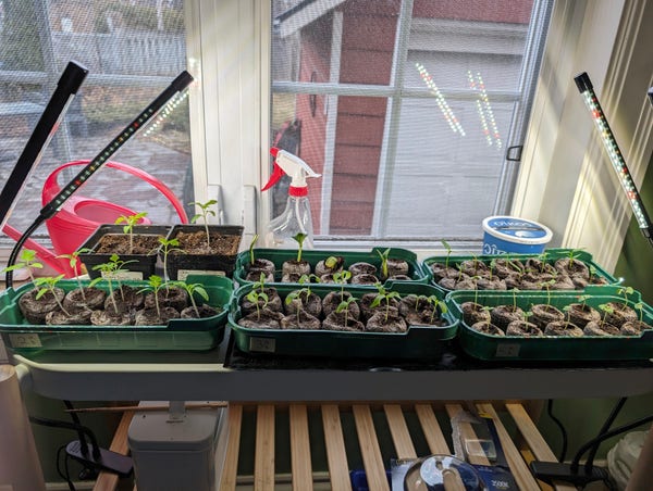 5 trays of seedings 5–10 cm high, and two seedlings in pots. The seedlings are on a table beside a window, with grow lights on them.