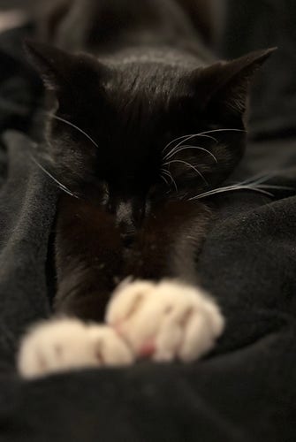 Subject: A black cat with white paws is sleeping or resting.
Image format: Portrait
Genre: Animal photography
Background: The cat is on a dark, black, fabric surface which makes up the background.
Colors: The image is dominated by dark shades due to the color of the cat and the background, with a contrast provided by the cat’s white paws.
The image conveys a sense of tranquility and comfort, capturing the serene moment of a resting cat.