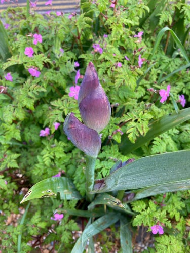 Outside, daytime. Dark purple iris bud with background of herb robert in bloom (pink flowers).
