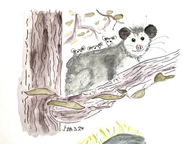 Watercolor illustration of an opossum with three babies on a tree branch, surrounded by leaves.