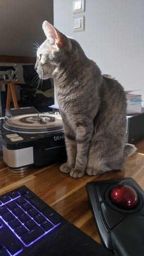 Hâpy, ma chatte siamoise, assise sur mon bureau.