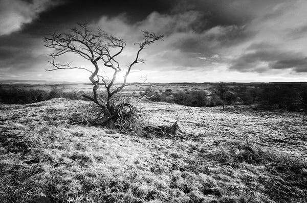 Black and white image of a wind twisted  hawthorn tree on a bleak moor, under dark skies.