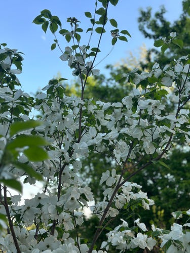 Close up of flowering dogwood with white blossoms fully open against a blue sky