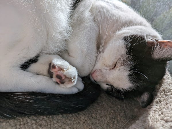 Tuxedo cat curled up in the sun showing her hind leg toe beans.